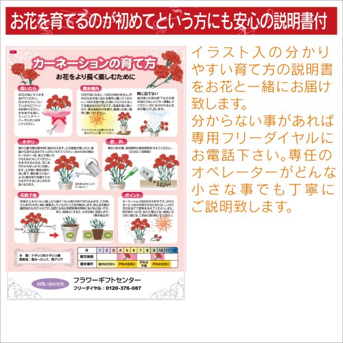 赤カーネーション5号鉢と苺ロールケーキのセット 花とスイーツ 母の日ギフト