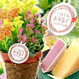 敬老の日プレゼント 生花カランコエ花鉢と和菓子きんつばセット