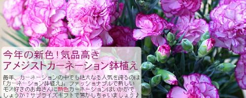 OCS 母の日 アメジストカーネーション鉢植え5号