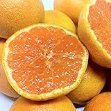 産地直送　和歌山 【訳あり】みかん 小玉（２S、Sサイズ） ５ｋｇ（傷あり、サイズ不揃い、ご自宅用)