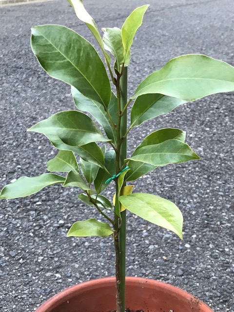 招霊の木（オガタマの木）