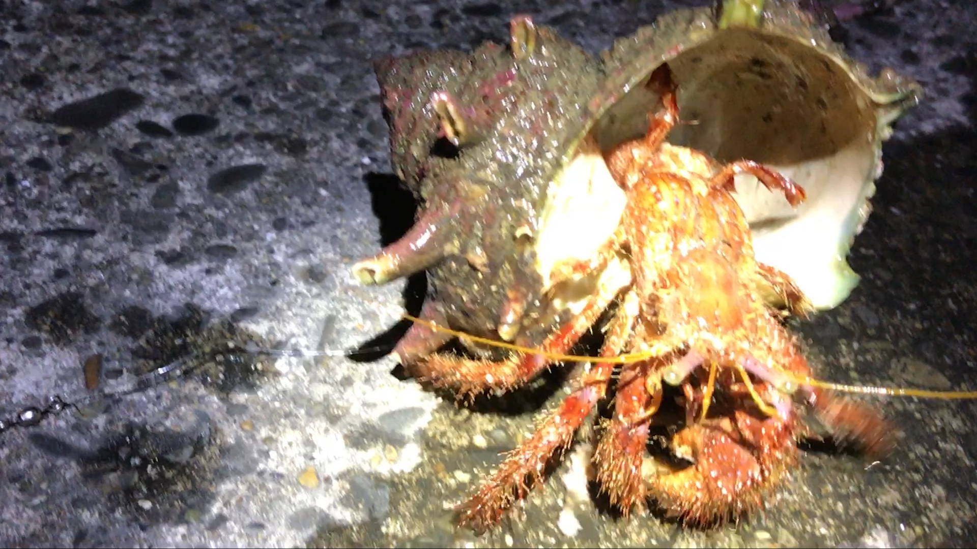 アカボシヤドカリ　大きいヤドカリ