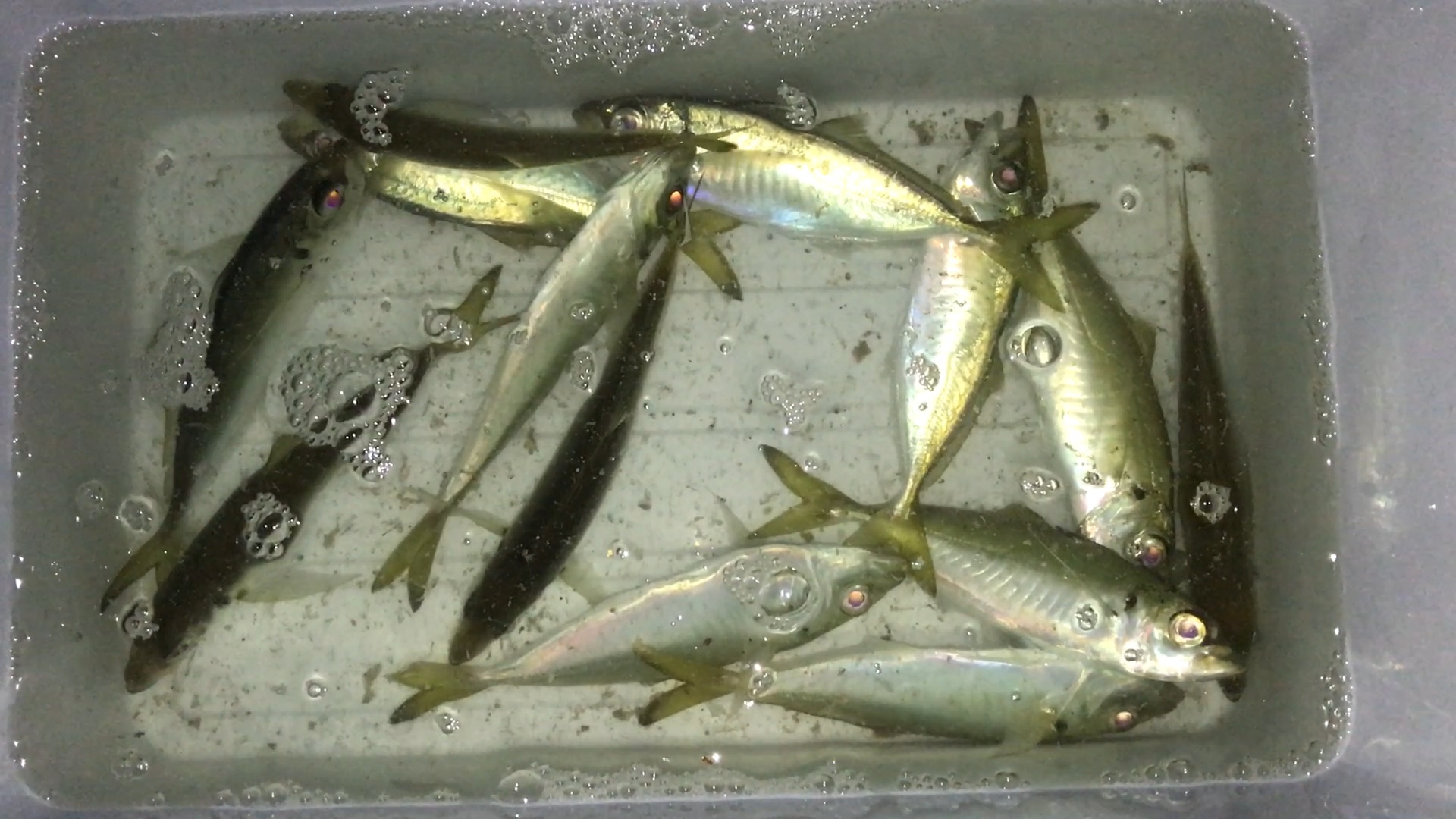 サビキアジ釣果夜釣り