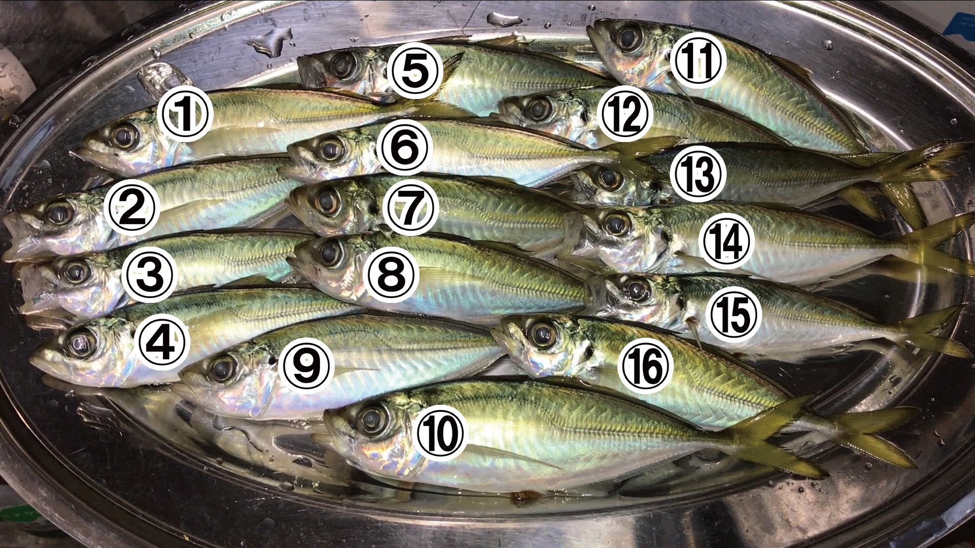 堤防アジサビキ館山港