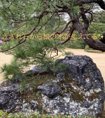 338407146_1696978807464932_4026190435298746660_n