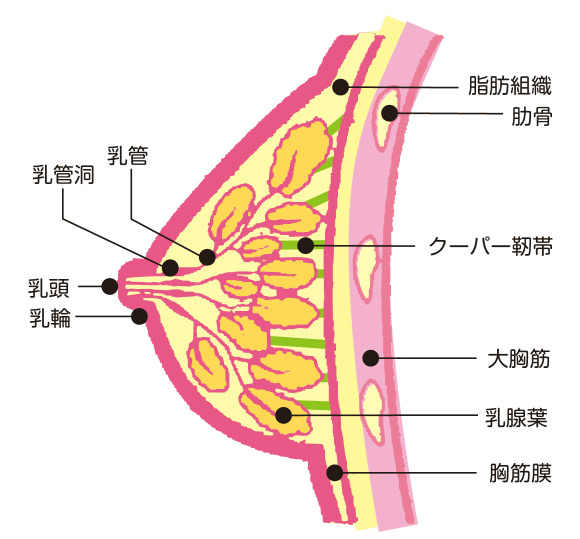 胸は揉まれると大きくなるのはホント 胸 が小さくて自信をもてなかった私が60日間毎日15分 するだけで2カップアップして彼氏と自信を手に入れたすくすくバストアップ