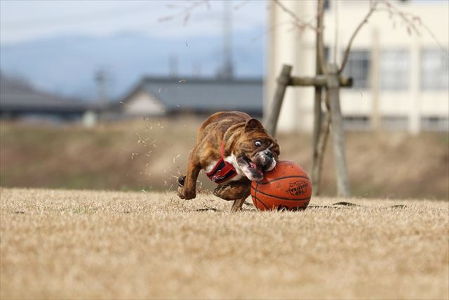 週末バスケットボール犬 でんすけブログ