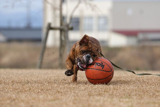 週末バスケットボール犬 でんすけブログ