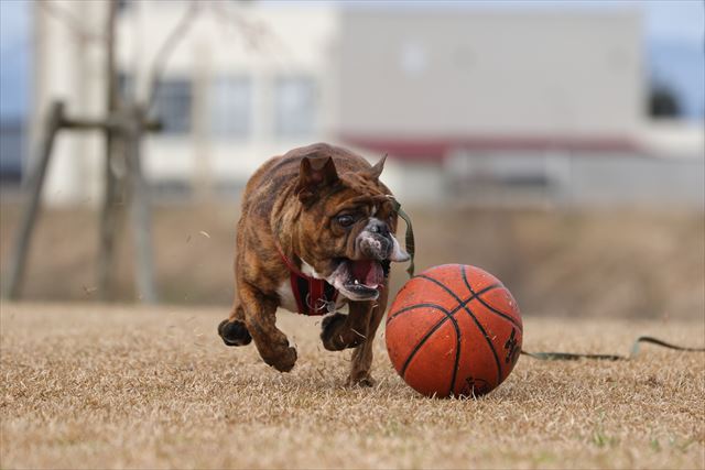 週末バスケットボール犬 でんすけブログ