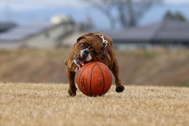 週末バスケットボール犬 でんすけブログ