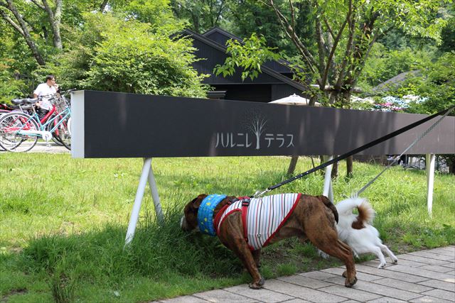 お泊り旅行最終日 観光と川遊び でんすけブログ