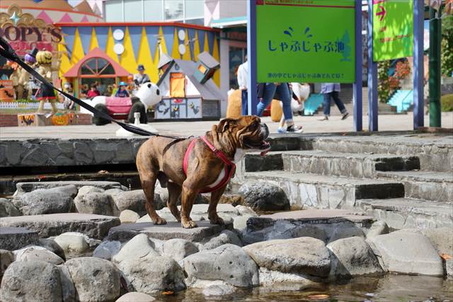 那須ハイランドパーク 犬と楽しむ遊園地 那須旅行 でんすけブログ