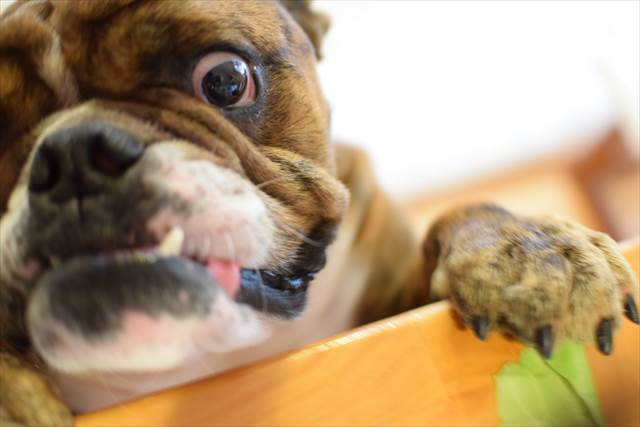 犬にキャベツ まるごと動画 でんすけブログ