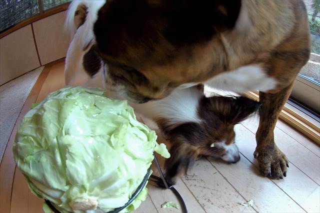 犬にキャベツ まるごと動画 でんすけブログ