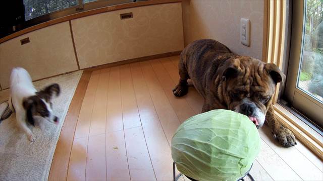 犬にキャベツ まるごと動画 でんすけブログ