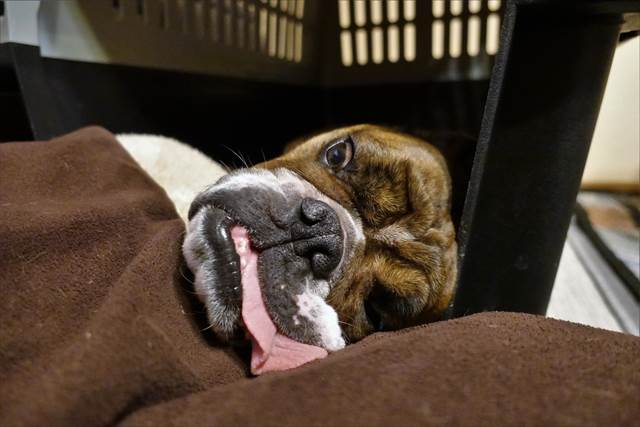 酷い犬の寝顔