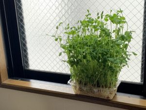 成長,うまくいかない,誰でも