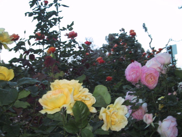 f:id:MAKWAVE:20090702194221j:image