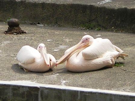 f:id:c-heater:20080703101024j:image