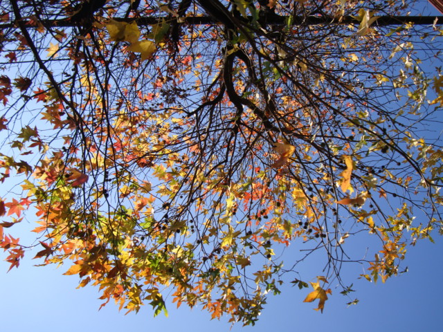 f:id:liusei:20101203112946j:image