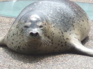 クリックすると新しいウィンドウで開きます