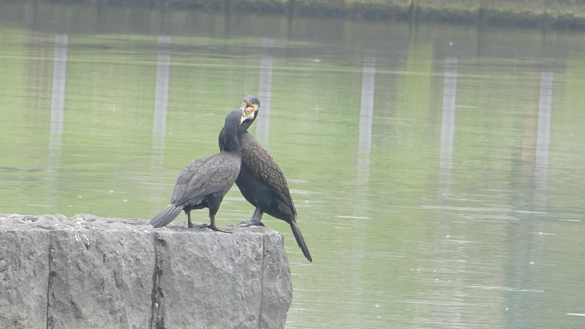 アオサギとカワウ 川鵜 が一緒に集まるコロニー 多摩川散歩が好き デジカメをお供に四季の変化を味わっています