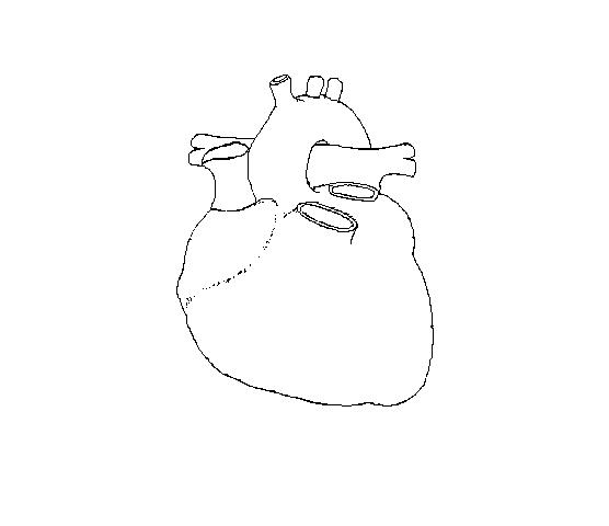 Heart Diagram for Kids - Buzzle