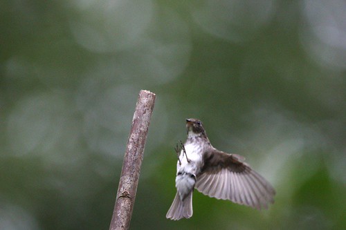 Dark-sided Flycatcher (Muscicapa sibirica)