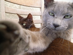 和田猫