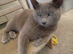 和田猫