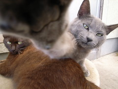 和田猫