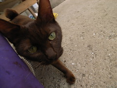 和田猫