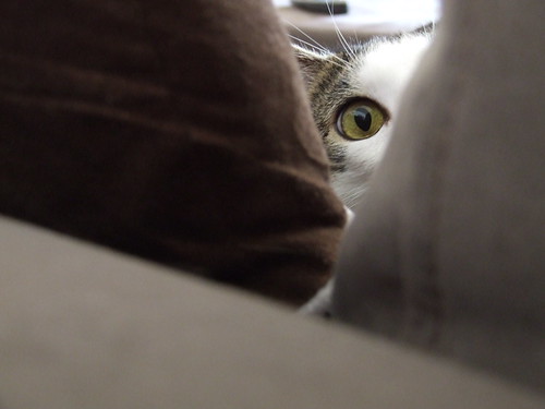 Peek a Foo - 無料写真検索fotoq