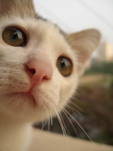=^.^= Sanssouci - I Love This Face :* - 無料写真検索fotoq