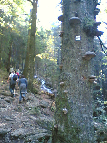 falkenstein