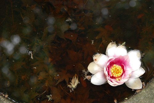 the botanical garden -2