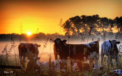 Morning
cows