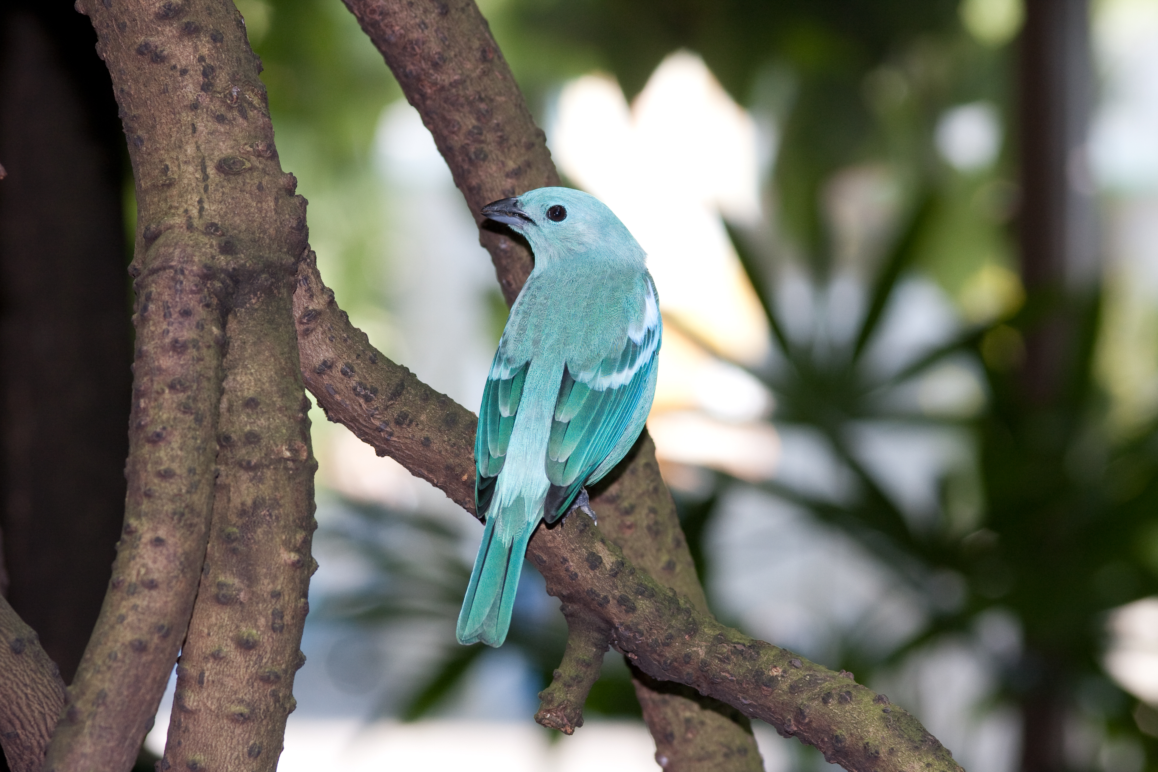 「青い鳥　フリー」の画像検索結果