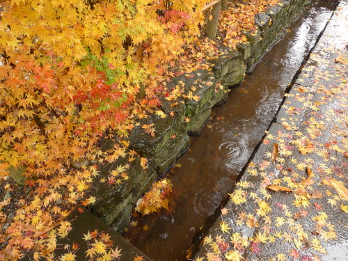 角館・濡れ紅葉
