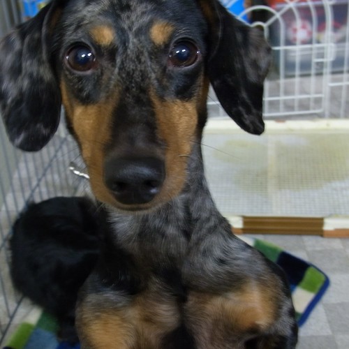 貴重なアクア正面撮影