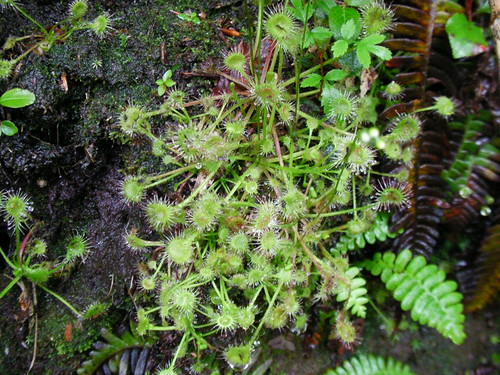 モウセンゴケ/Sundew