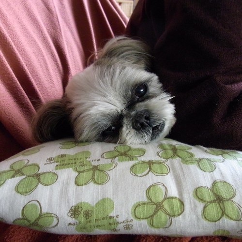 だんな実家愛犬クリス