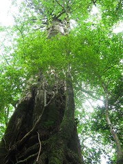 Cedar year 1000