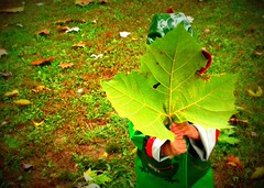 big leaf little boy
