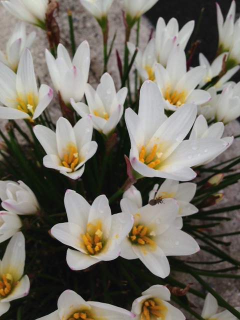__.JPG by okakyon55, on Flickr __.JPG
