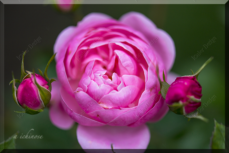 QSL ポストカード チラシ　シール　封筒　名刺　ポスター　画集　写真集　記念誌　印刷 一ノ瀬昭　いちのせあきら　AKIRA ICHINOSE