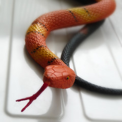 Snake toy