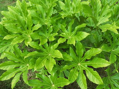 Japanese Aralia / Fatsia japonica / 八つ手(ヤツデ)
