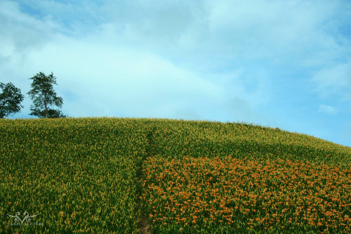 下午的六十石山金針花田