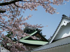 岡崎城と桜